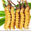 银州区收购冬虫夏草东阿阿胶片仔癀安宫牛黄丸海参燕窝鹿茸